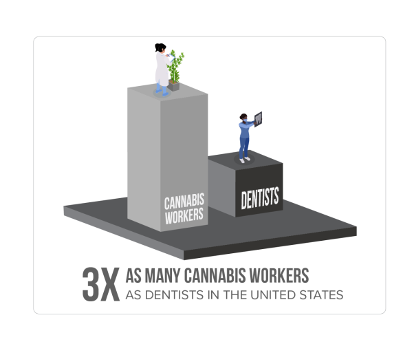3x As many cannabis workers than dentists in the United States